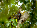 Pico Picapinos - Dendrocopos major - Picot garser gros