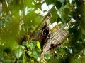 Pico Picapinos - Dendrocopos major - Picot garser gros