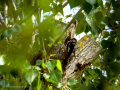 Pico Picapinos - Dendrocopos major - Picot garser gros