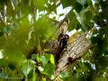 Pico Picapinos - Dendrocopos major - Picot garser gros