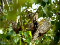 Pico Picapinos - Dendrocopos major - Picot garser gros
