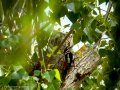 Pico Picapinos - Dendrocopos major - Picot garser gros