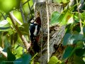 Pico Picapinos - Dendrocopos major - Picot garser gros