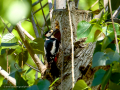 Pico Picapinos - Dendrocopos major - Picot garser gros