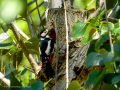 Pico Picapinos - Dendrocopos major - Picot garser gros
