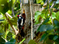Pico Picapinos - Dendrocopos major - Picot garser gros