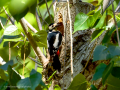 Pico Picapinos - Dendrocopos major - Picot garser gros