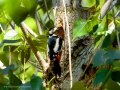 Pico Picapinos - Dendrocopos major - Picot garser gros