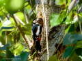 Pico Picapinos - Dendrocopos major - Picot garser gros