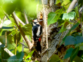 Pico Picapinos - Dendrocopos major - Picot garser gros