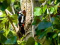 Pico Picapinos - Dendrocopos major - Picot garser gros