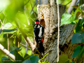 Pico Picapinos - Dendrocopos major - Picot garser gros