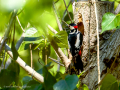 Pico Picapinos - Dendrocopos major - Picot garser gros
