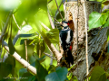 Pico Picapinos - Dendrocopos major - Picot garser gros