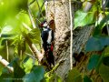 Pico Picapinos - Dendrocopos major - Picot garser gros