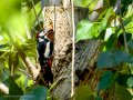 Pico Picapinos - Dendrocopos major - Picot garser gros