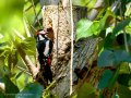 Pico Picapinos - Dendrocopos major - Picot garser gros