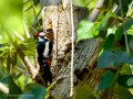 Pico Picapinos - Dendrocopos major - Picot garser gros