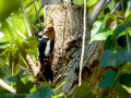 Pico Picapinos - Dendrocopos major - Picot garser gros