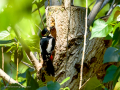 Pico Picapinos - Dendrocopos major - Picot garser gros