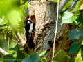 Pico Picapinos - Dendrocopos major - Picot garser gros