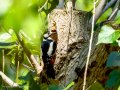 Pico Picapinos - Dendrocopos major - Picot garser gros