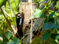 Pico Picapinos - Dendrocopos major - Picot garser gros