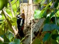 Pico Picapinos - Dendrocopos major - Picot garser gros