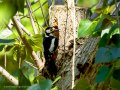 Pico Picapinos - Dendrocopos major - Picot garser gros
