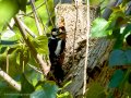 Pico Picapinos - Dendrocopos major - Picot garser gros