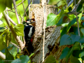 Pico Picapinos - Dendrocopos major - Picot garser gros
