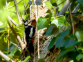 Pico Picapinos - Dendrocopos major - Picot garser gros