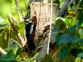 Pico Picapinos - Dendrocopos major - Picot garser gros