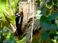 Pico Picapinos - Dendrocopos major - Picot garser gros