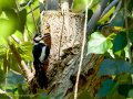 Pico Picapinos - Dendrocopos major - Picot garser gros