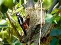 Pico Picapinos - Dendrocopos major - Picot garser gros