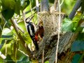 Pico Picapinos - Dendrocopos major - Picot garser gros