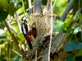 Pico Picapinos - Dendrocopos major - Picot garser gros