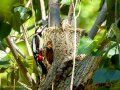 Pico Picapinos - Dendrocopos major - Picot garser gros
