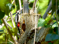 Pico Picapinos - Dendrocopos major - Picot garser gros