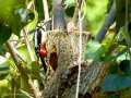 Pico Picapinos - Dendrocopos major - Picot garser gros