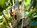 Pico Picapinos - Dendrocopos major - Picot garser gros