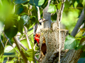 Pico Picapinos - Dendrocopos major - Picot garser gros