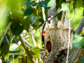 Pico Picapinos - Dendrocopos major - Picot garser gros