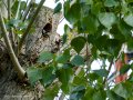 Pico Picapinos - Dendrocopos major - Picot garser gros