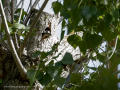 Pico Picapinos - Dendrocopos major - Picot garser gros
