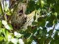 Pico Picapinos - Dendrocopos major - Picot garser gros