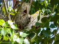 Pico Picapinos - Dendrocopos major - Picot garser gros