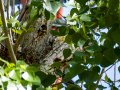 Pico Picapinos - Dendrocopos major - Picot garser gros