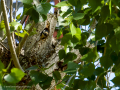 Pico Picapinos - Dendrocopos major - Picot garser gros